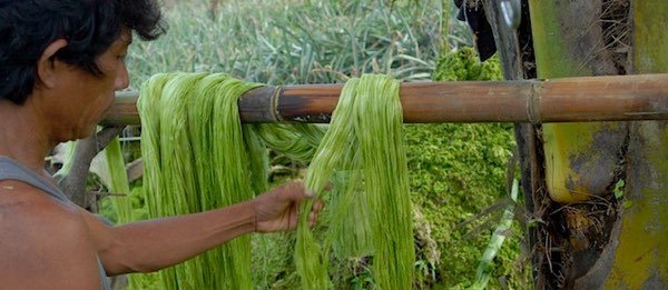 Le Piñatex, un textile d'origine végétale durable et biodégradable