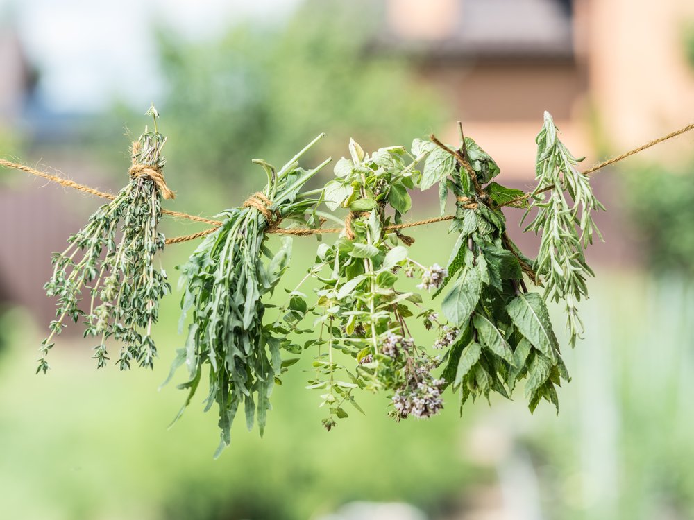 Comment récolter les plantes sauvages et les herbes aromatiques
