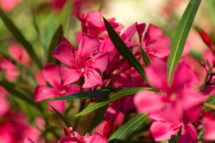 ô les belles plantes méditerranéennes !