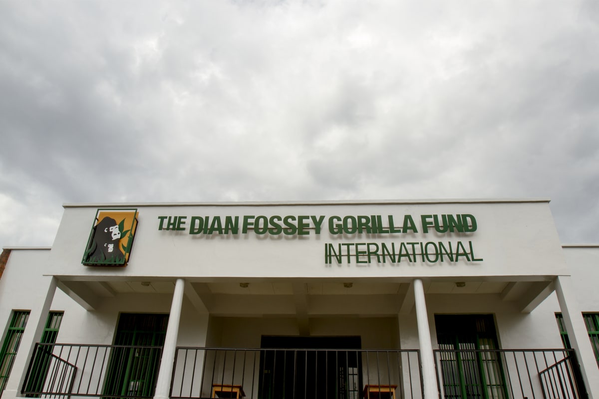 Centre de protection des gorilles créés par Dian Fossey