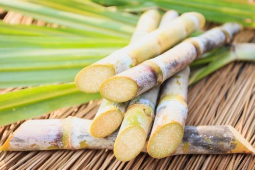 La canne à sucre : un aliment aux nombreuses facettes !