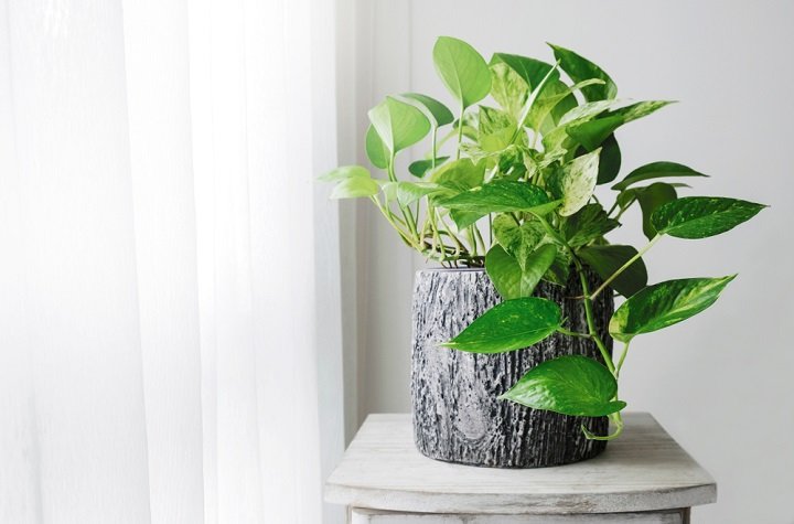 Pothos : une agréable plante d'intérieur qui nettoie l'air !