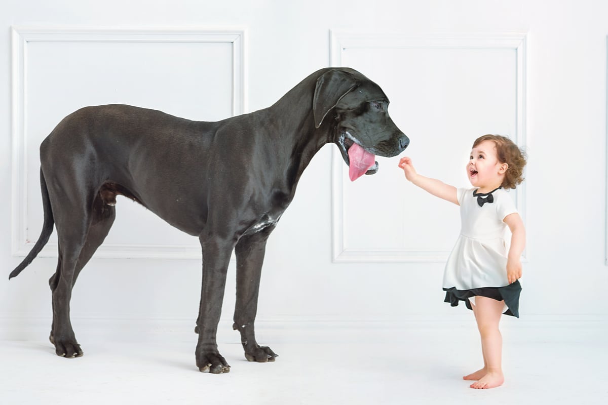 Gros chien