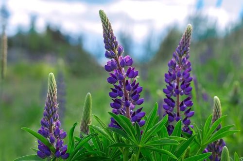 Planter du lupin : tous nos conseils plantation !