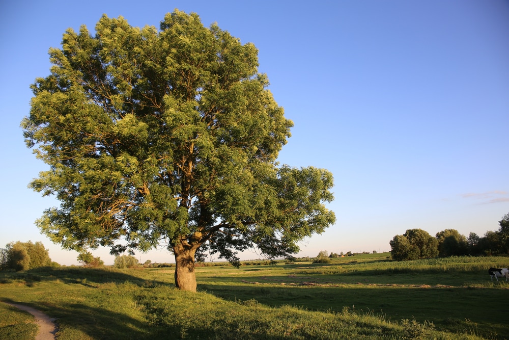 Des arbres pour dépolluer l’atmosphère ?