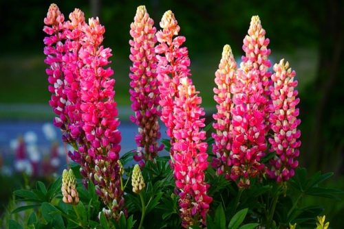 Entretien du lupin : tous nos conseils pour une belle floraison