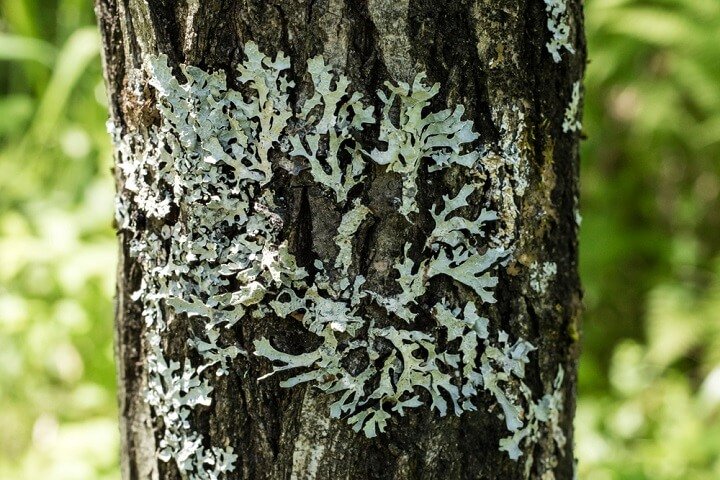 Zoom sur le lichen