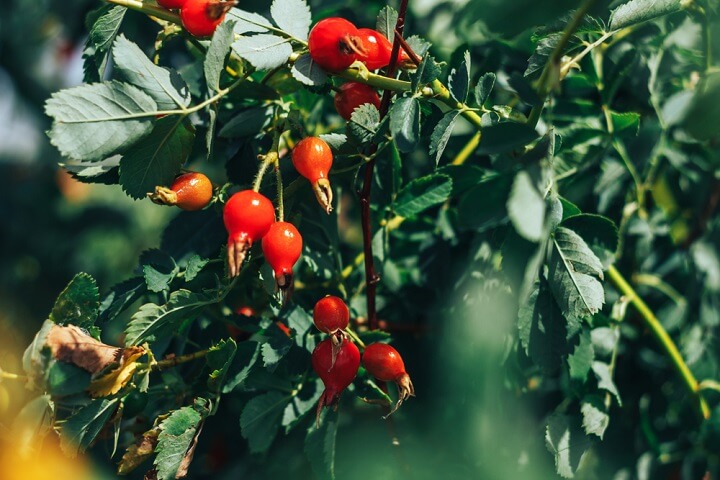 Le cynorrhodon : un faux fruit riche en vitamine C