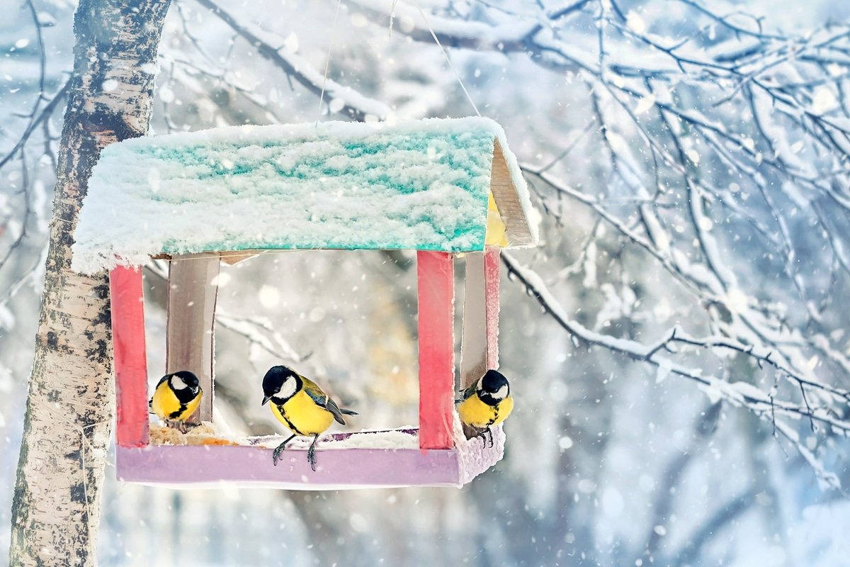 alimentation des oiseaux : trois mésanges charbonnières dans une mangeoire recouverte de neige, en hiver