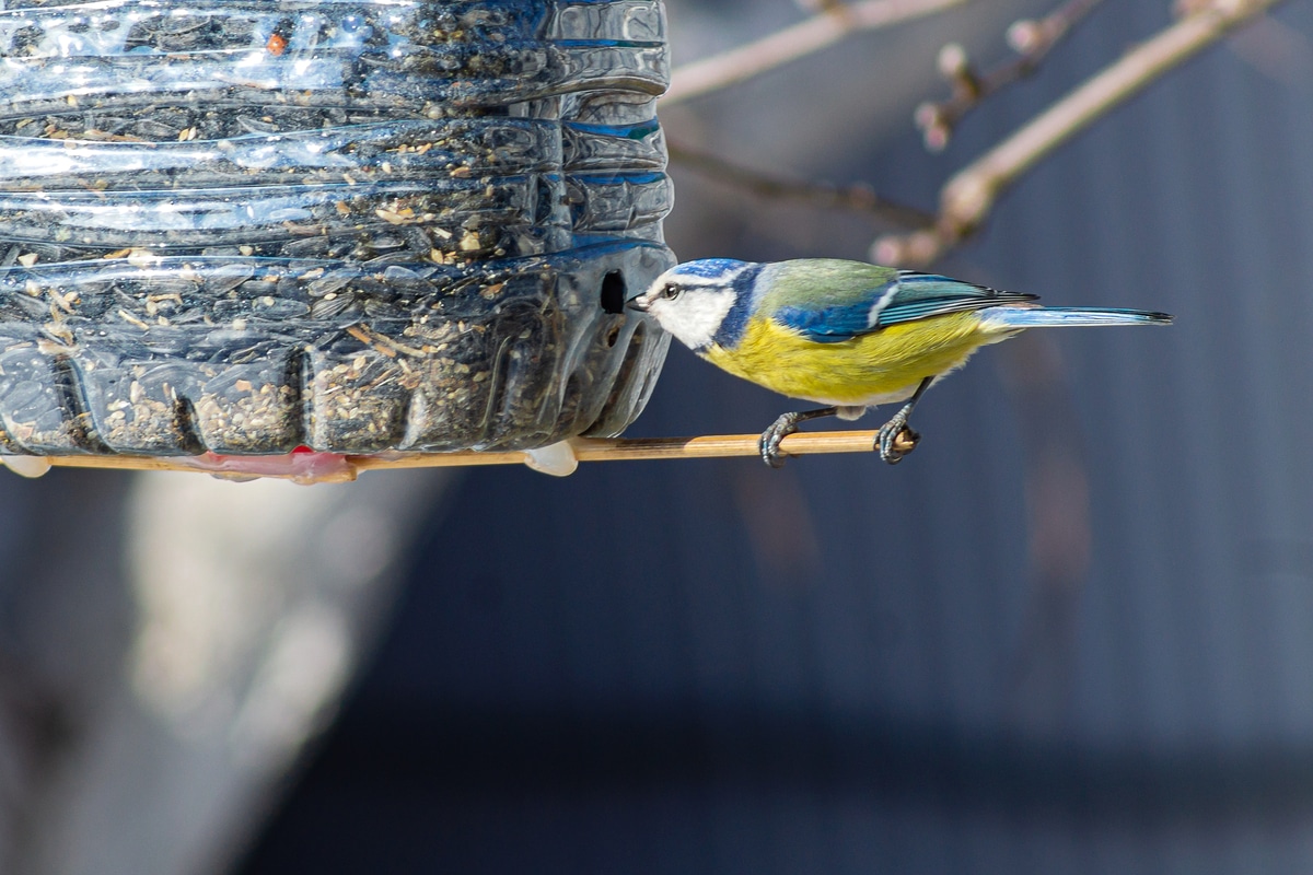 Un mangeoire pour oiseaux avec des bouteilles en plastique - fabriquer un garde-manger