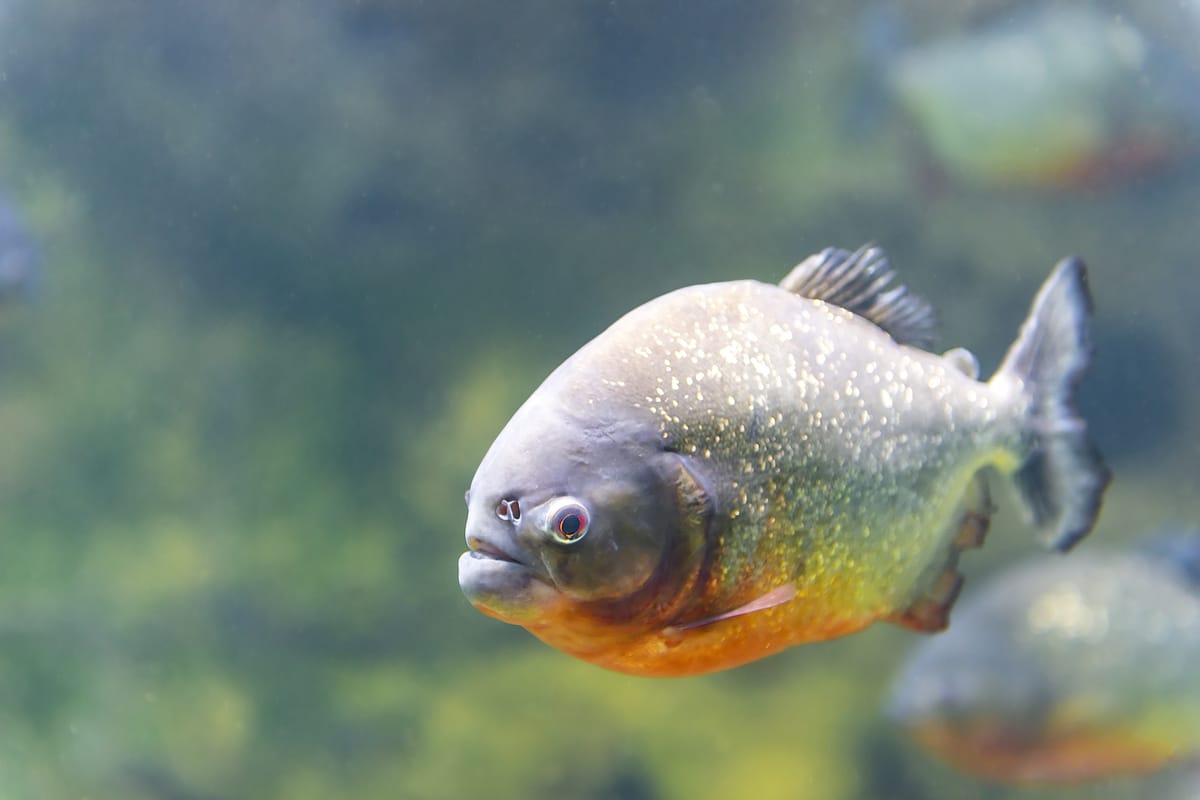 Un piranha nageant seul dans l'eau