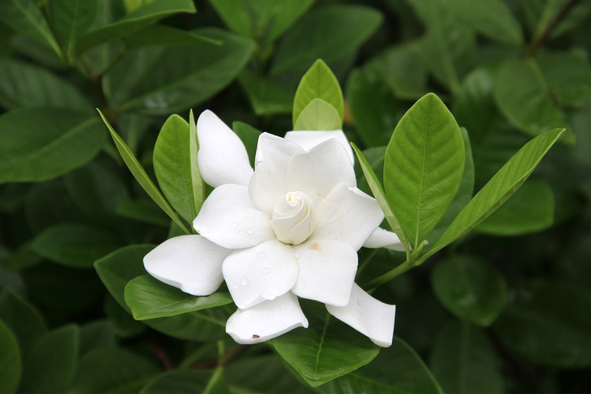 Gros plan sur une fleur de gardénia sur son feuillage vert