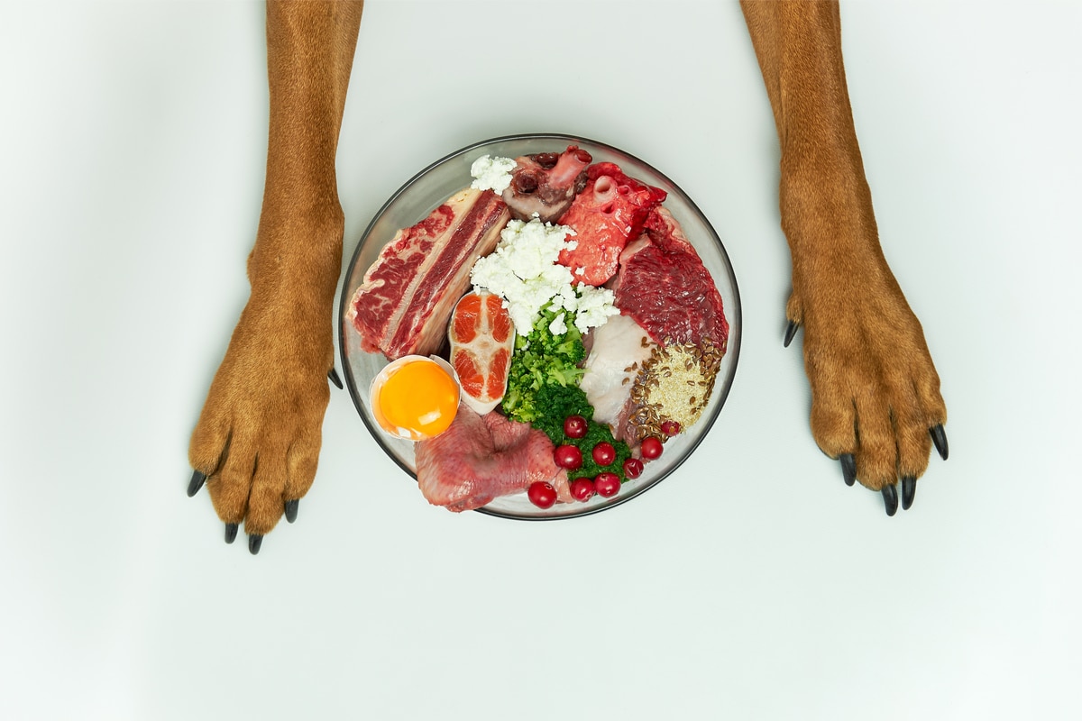 Plat avec des aliments BARF entre les pattes d'un chien