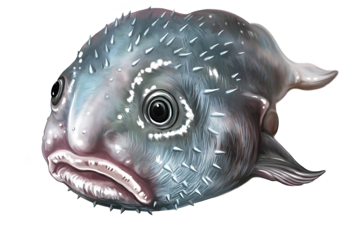 Blobfish : dessin poisson des abysses