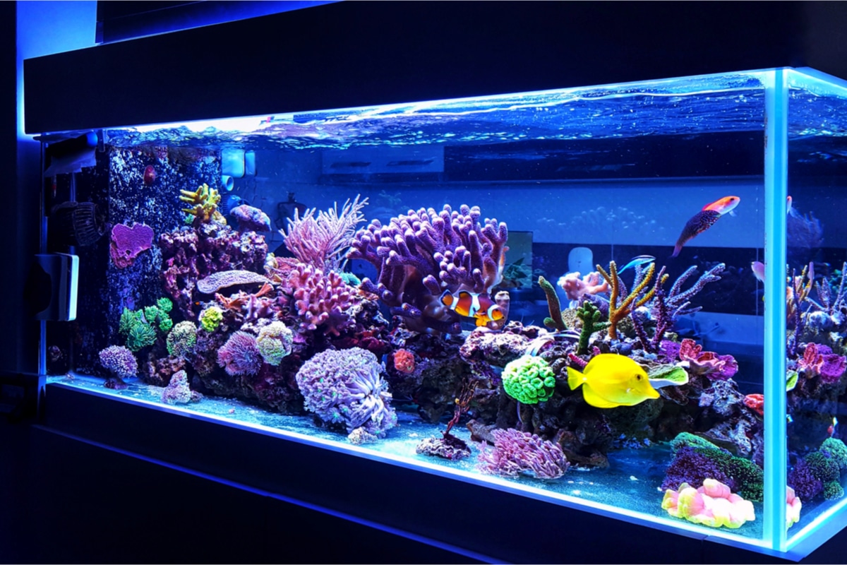 Aquarium dans une maison
