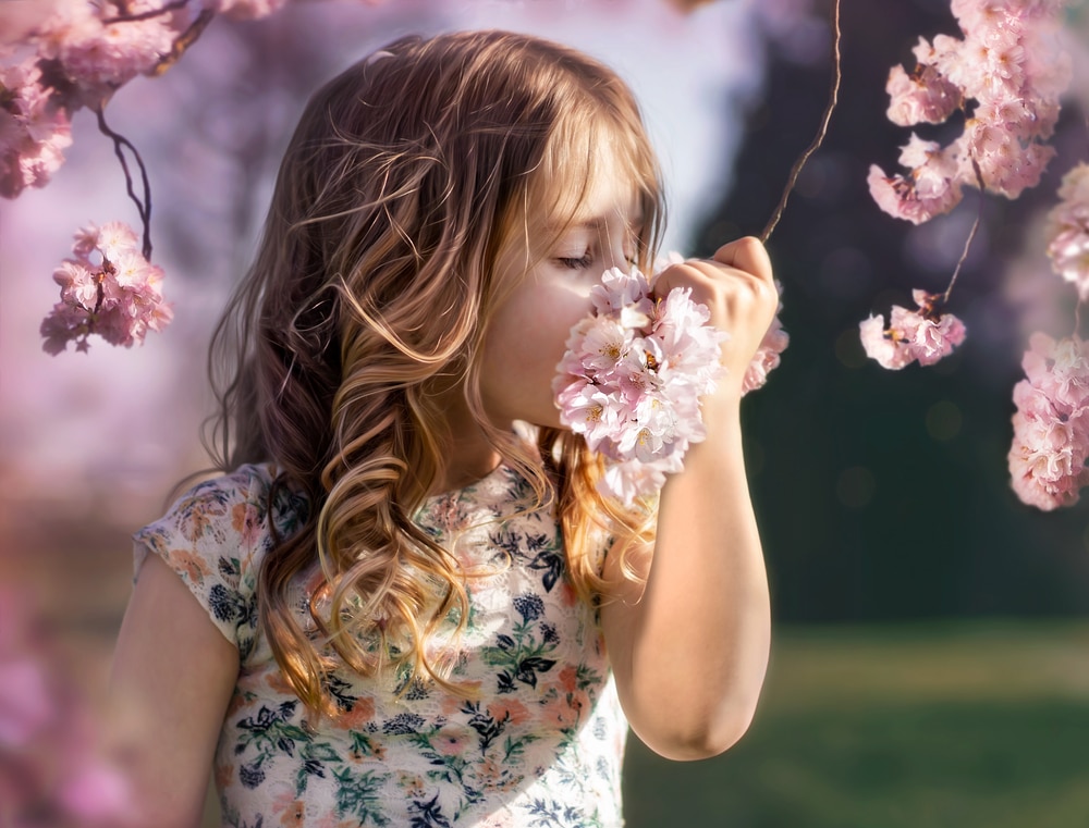 jeune enfant sentant des fleurs de cerisier