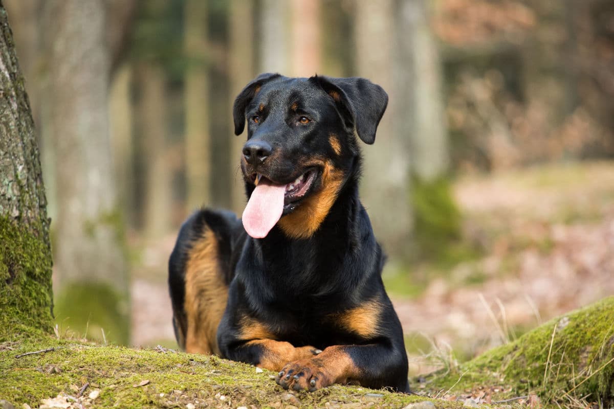 Beauceron