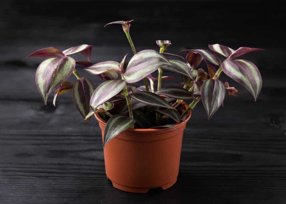 Voici comment cultiver et prendre soin de la Tradescantia Zebrina, la plante d’appartement parfaite.