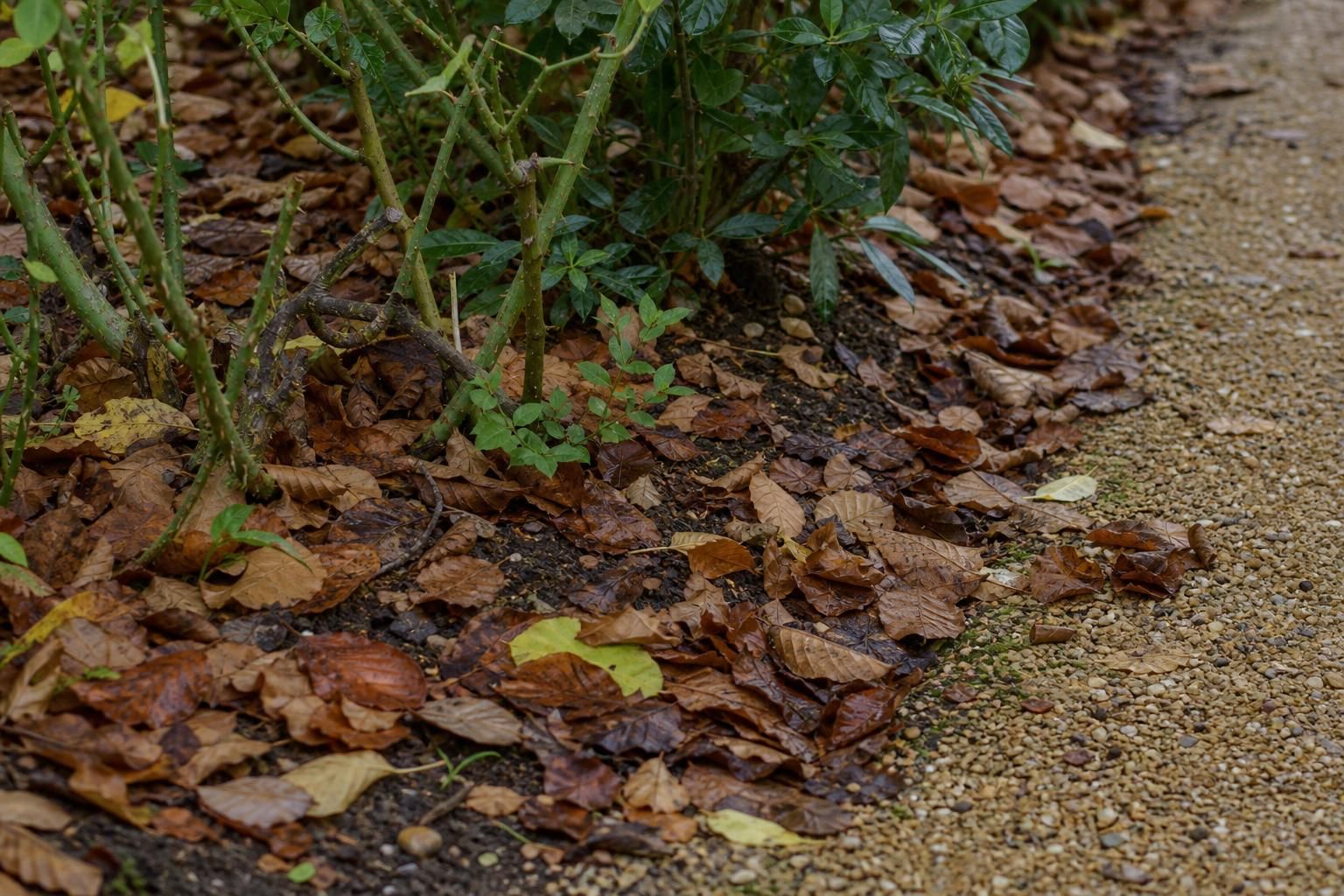 Couche de feuilles mortes étalée au pied d’un massif de vivaces