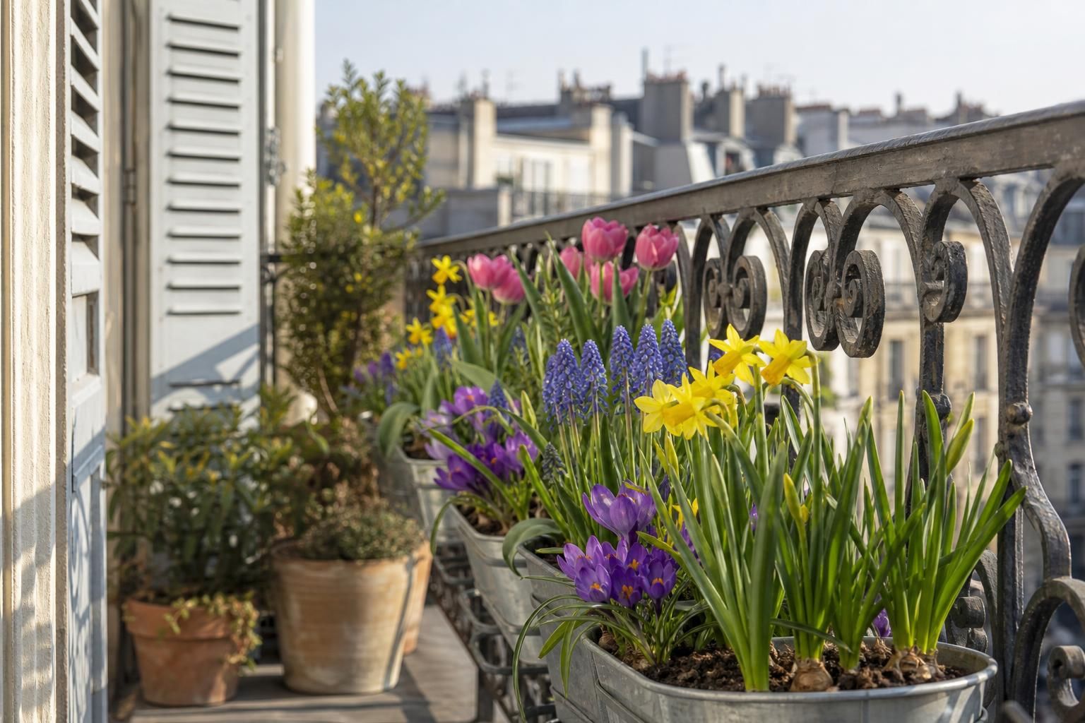 Pots fleuris alignés sur un balcon avec narcisses et muscaris